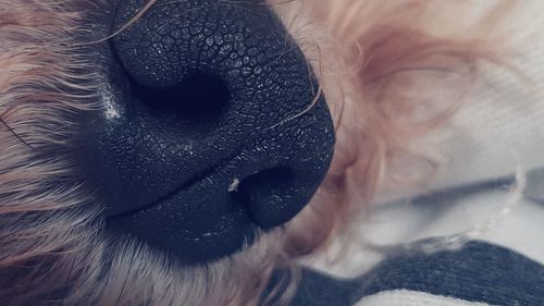 Close-up of woman with dog