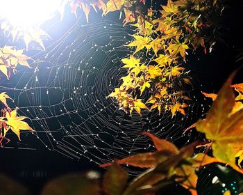Close-up of spider web on autumn leaves