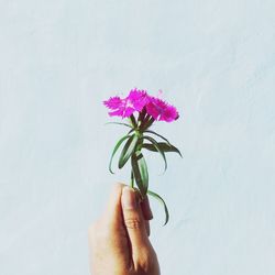 Close-up of hand holding flower against white background