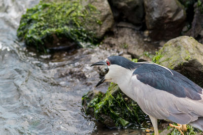 Close-up of bird perching on rock