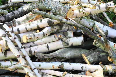 High angle view of logs in forest