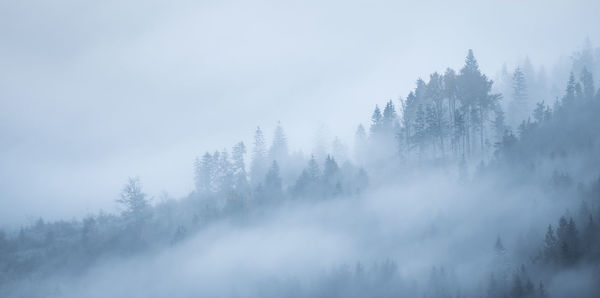 Pine trees in forest against clear sky