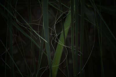 Close-up of plant against blurred background