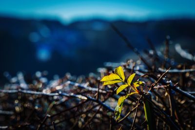 Close-up of yellow plant