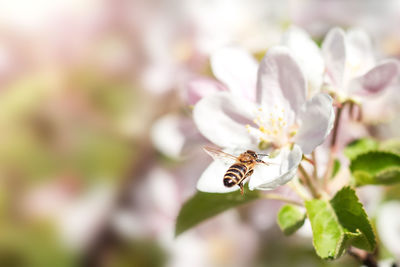 Close-up of bee on flower