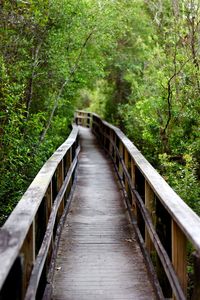 Footbridge along trees in forest