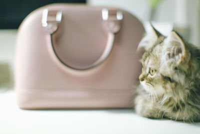 Cat sitting by purse on table at home