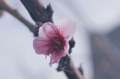 Close-up of fresh pink flower against sky