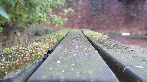 Close-up of wet leaf on footpath