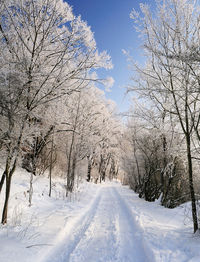 Road amidst bare trees during winter