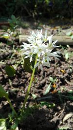 Close-up of white flowers blooming outdoors