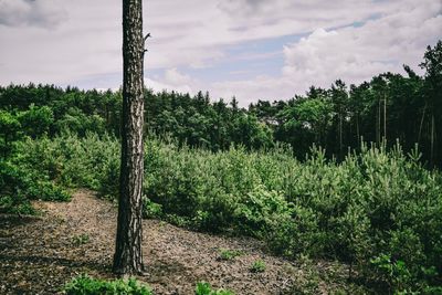 Scenic view of trees growing on field against sky