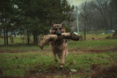 Dog on field against trees