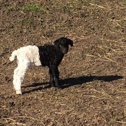 Dog on field