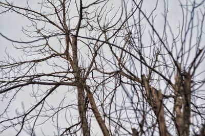 Low angle view of bare tree against sky