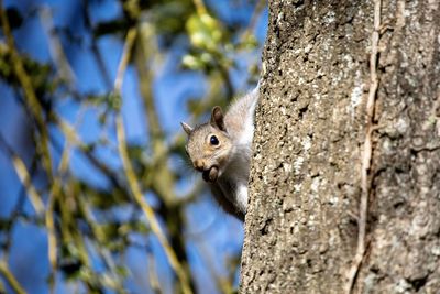 Close-up of squirrel on tree trunk