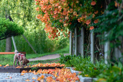 Autumn leaves on footpath in park