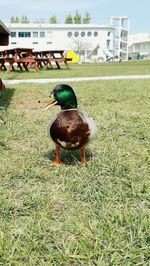 View of a bird on grass