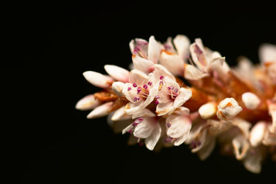 Close-up of pink cherry blossom against black background