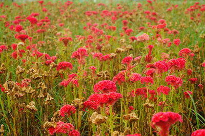 Close-up of red flowers in field