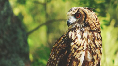 Close-up of owl