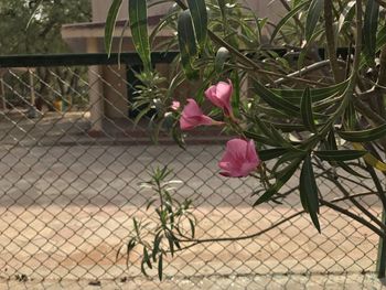 Close-up of pink rose on fence