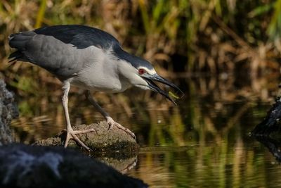 Bird perching on a lake