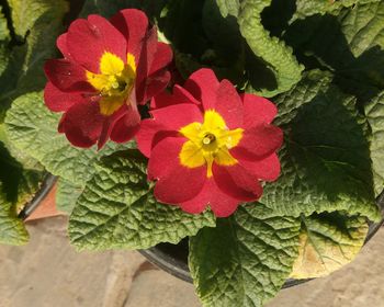 Close-up of red flowers blooming outdoors