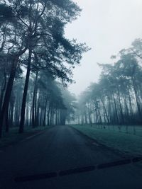 Empty road amidst trees against sky