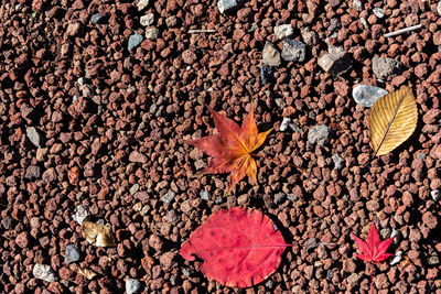 High angle view of maple leaves on pebbles