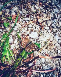 Close-up of butterfly on grass