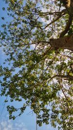 Low angle view of flower tree against sky