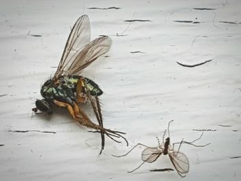 Close-up of insect on leaf