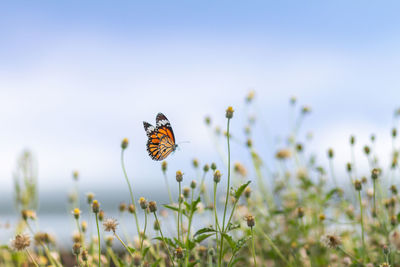 Close-up of butterfly pollinating on flower