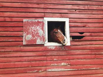 Peeking horse