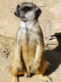 meerkat