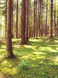 Trees in forest