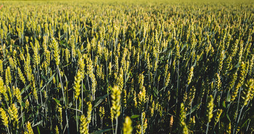 Full frame shot of wheat field