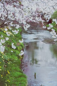 Scenic view of lake amidst flowering plants