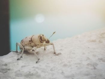 Close-up of insect on sand