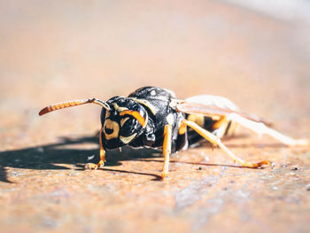 Close-up of insect on land