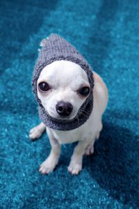 High angle view of portrait of chihuahua 