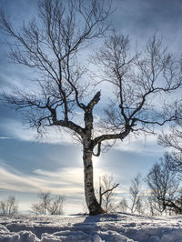 Bent alone tree in sowy winter landcape. alone tree in the snow in winter. beautiful white winter