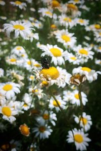 Close-up of bee on white flowers