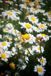 Close-up of bee on white flowers