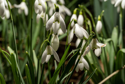 Close-up of white flowering plants on field