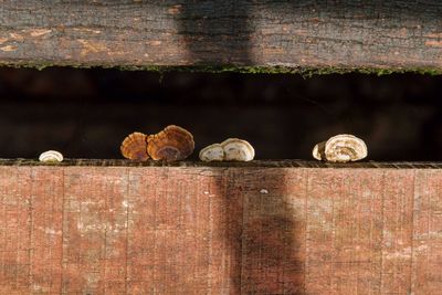 Close-up of mushrooms on wood 