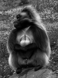 Close-up of monkey sitting outdoors