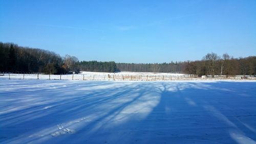 Trees against clear sky during winter