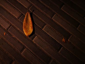 Close-up of lizard on wood during autumn